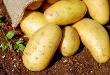 À quel moment planter les pommes de terre ?