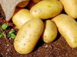 À quel moment planter les pommes de terre ?