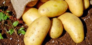 À quel moment planter les pommes de terre ?