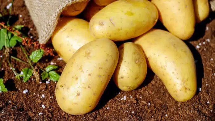 À quel moment planter les pommes de terre ?