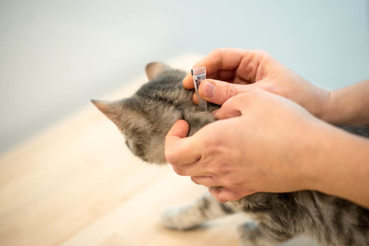 enlever les puces d'un chat naturellement