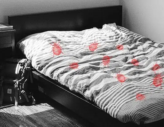 éliminer les punaises de lit naturellement