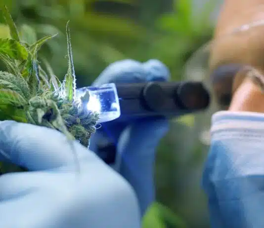 Où faire analyser du CBD ?