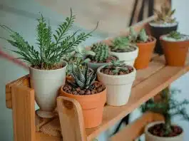 étagère pour vos plantes extérieures