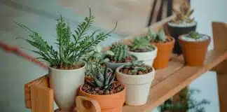 étagère pour vos plantes extérieures