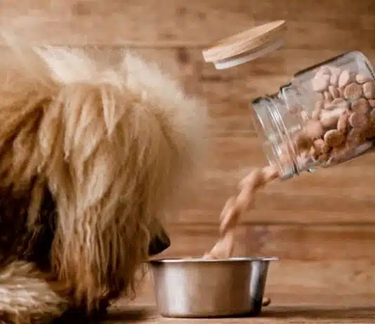 Comment calculer les besoins nutritionnels de votre chien avec les croquettes ?